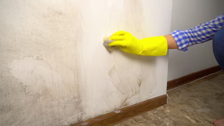 Best Mold Damage Restoration  in Swartz Creek, MI