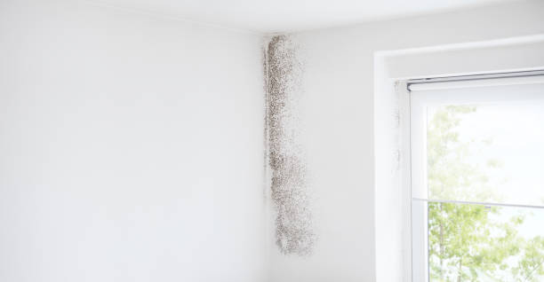 Best Mold Prevention Services  in Swartz Creek, MI